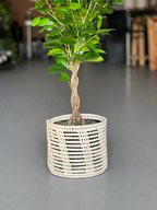 Medium Braided Ficus Moclame With a Basket