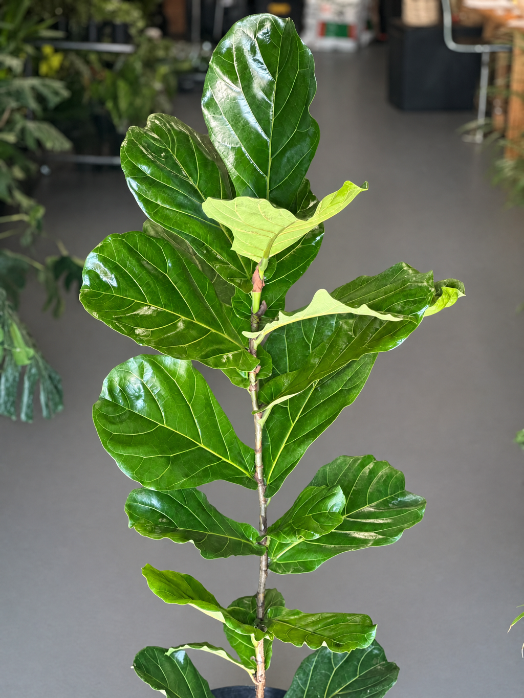 XL Fiddle Leaf Fig 1pp