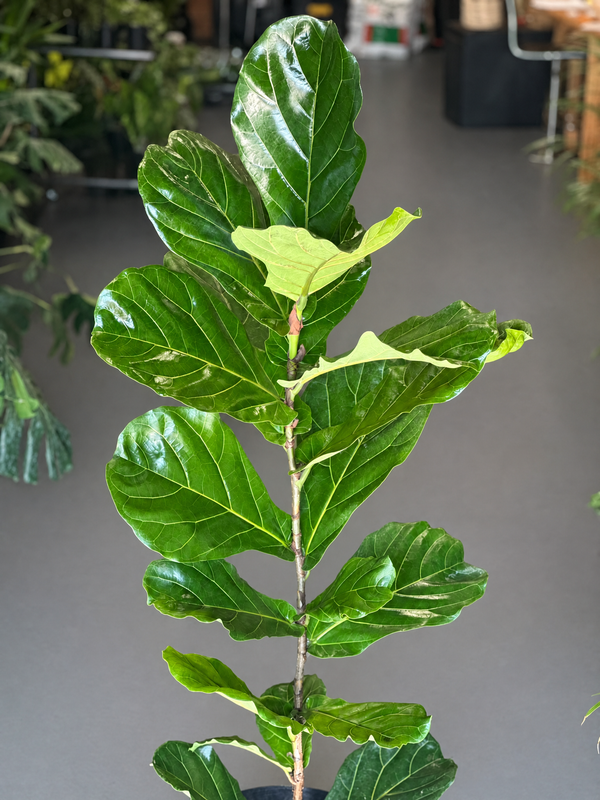 XL Fiddle Leaf Fig 1pp