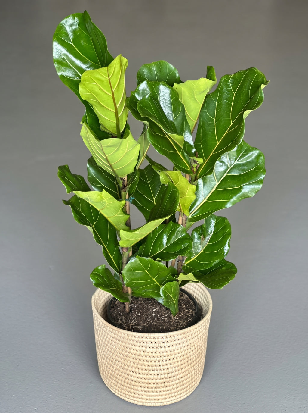 Large Fiddle Leaf Fig with Basket (3-stemmed)