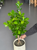 Medium Braided Ficus Moclame With a Basket