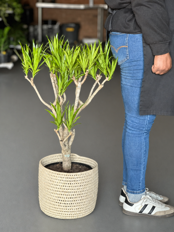 Large Dracaena Angazi With Basket