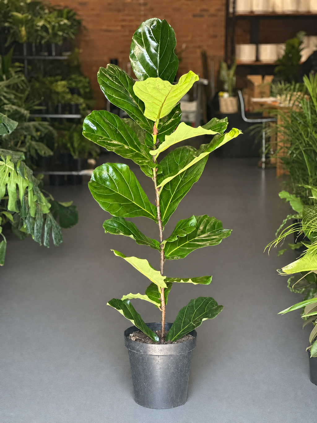 XL Fiddle Leaf Fig 1pp