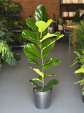 XL Fiddle Leaf Fig 1pp