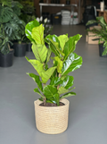 Large Fiddle Leaf Fig with Basket (3-stemmed)