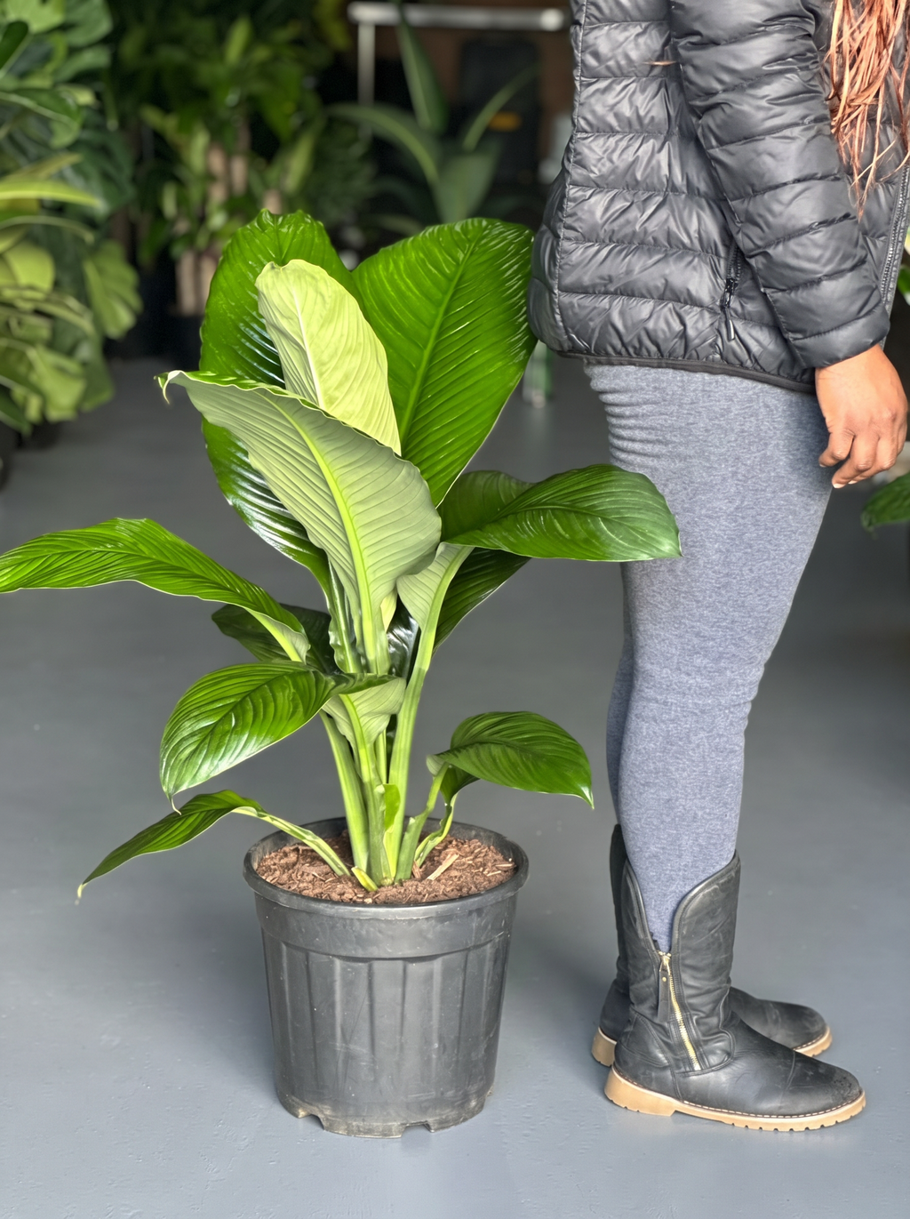 XL Peace Lily Sensation
