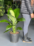 XL Peace Lily Sensation