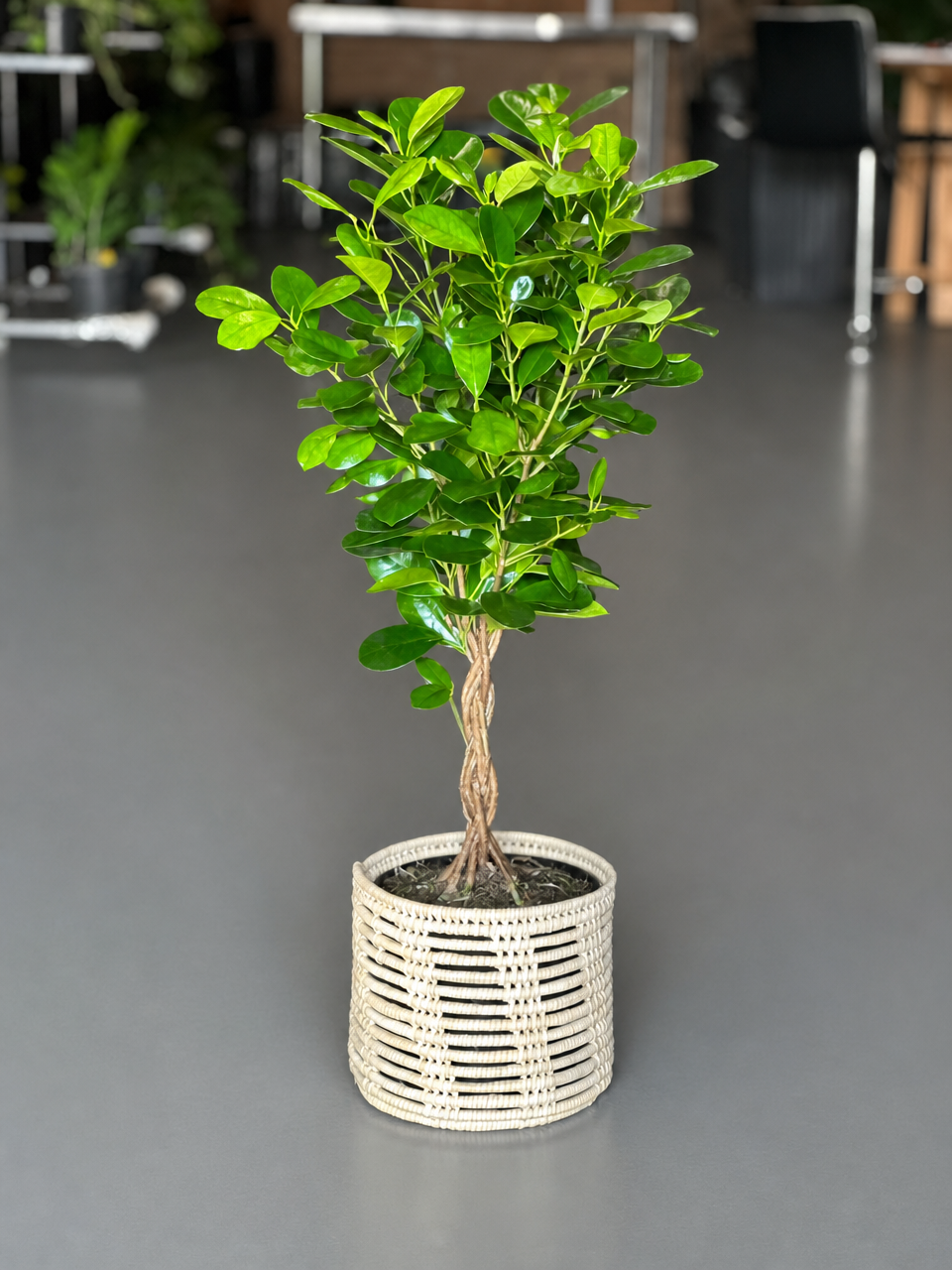 Medium Braided Ficus Moclame With a Basket