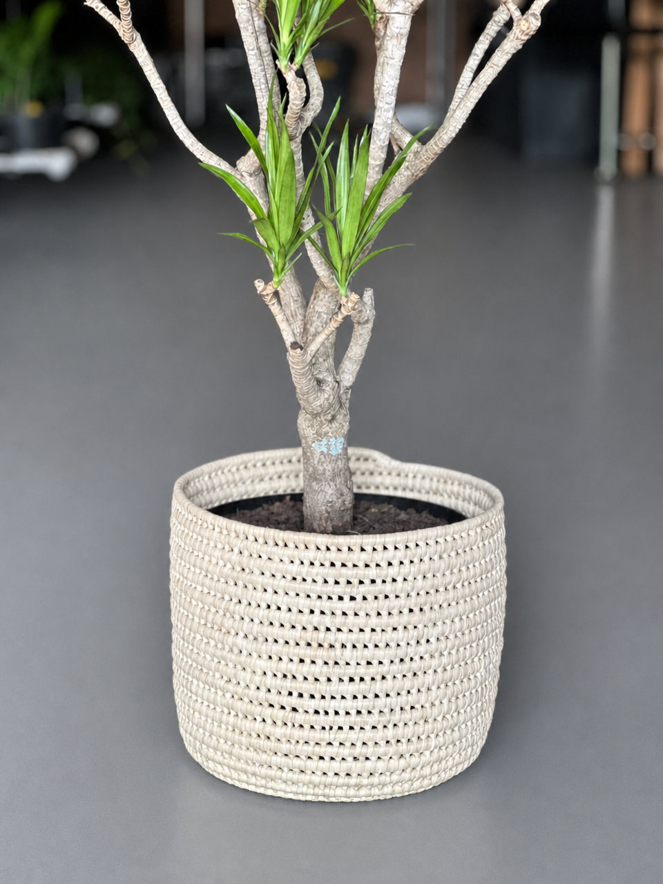 Large Dracaena Angazi With Basket