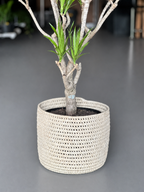 Large Dracaena Angazi With Basket
