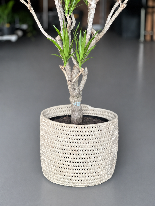 Large Dracaena Angazi With Basket