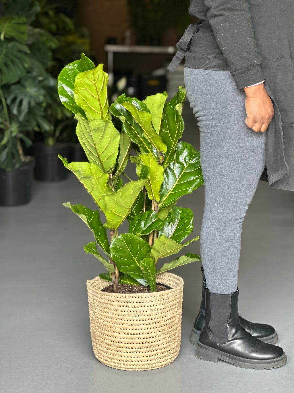 Large Fiddle Leaf Fig with Basket (3-stemmed)