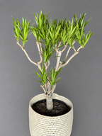 Large Dracaena Angazi With Basket