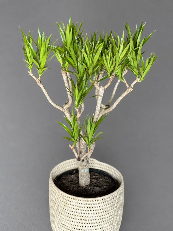 Large Dracaena Angazi With Basket