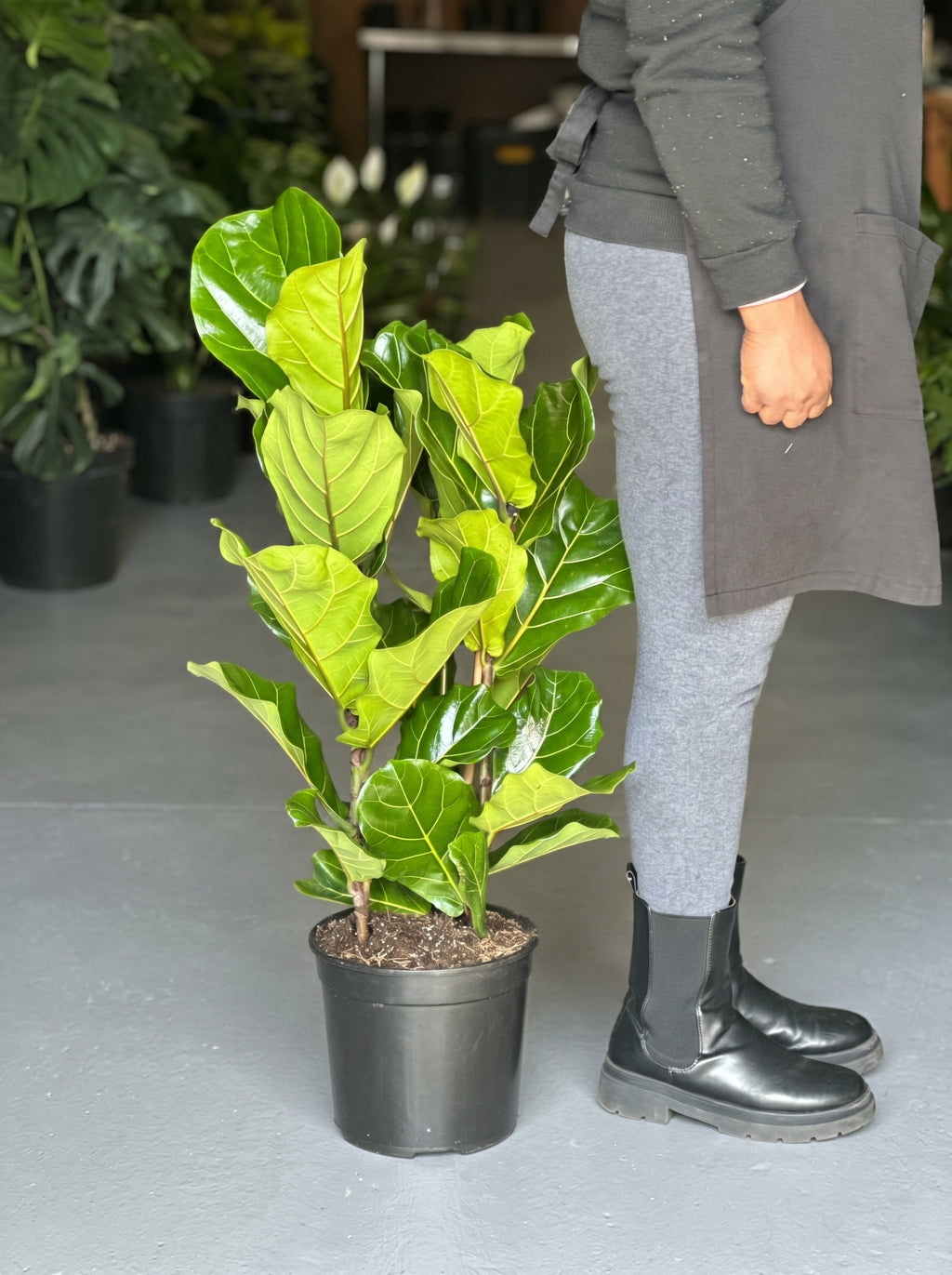 Large Fiddle Leaf Fig (3-stemmed)