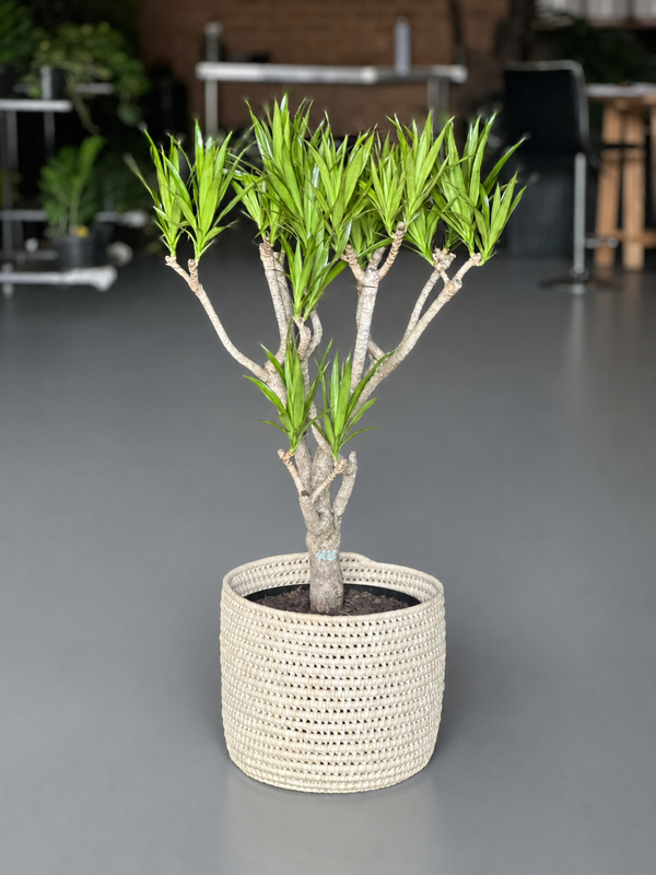 Large Dracaena Angazi With Basket
