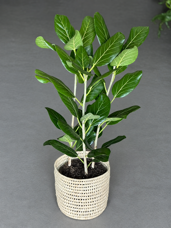 Large Ficus Audrey With A Basket