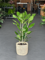 Large Ficus Audrey With A Basket