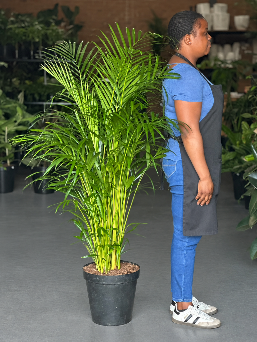 XL Bamboo Palm