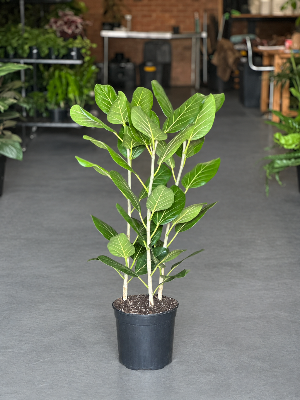 Large Ficus Audrey