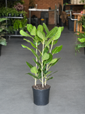 Large Ficus Audrey