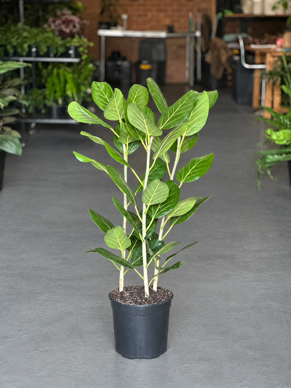 Large Ficus Audrey