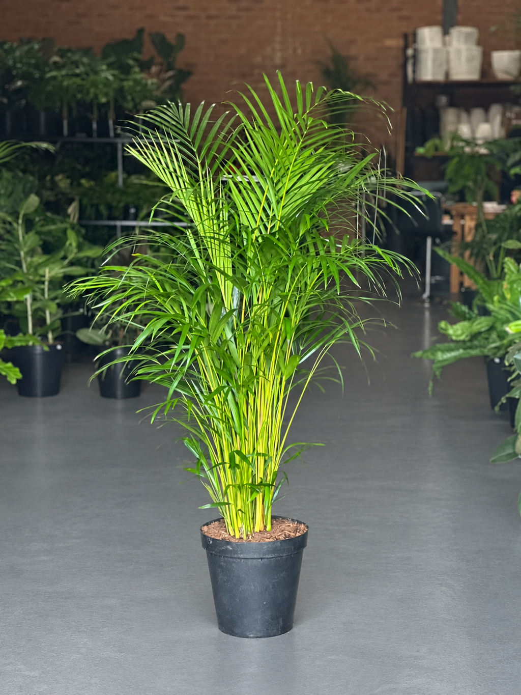 XL Bamboo Palm