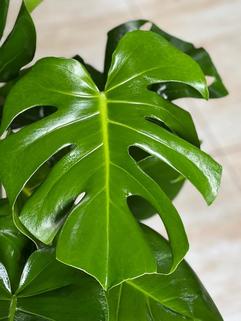 Large Monstera Deliciosa With Basket