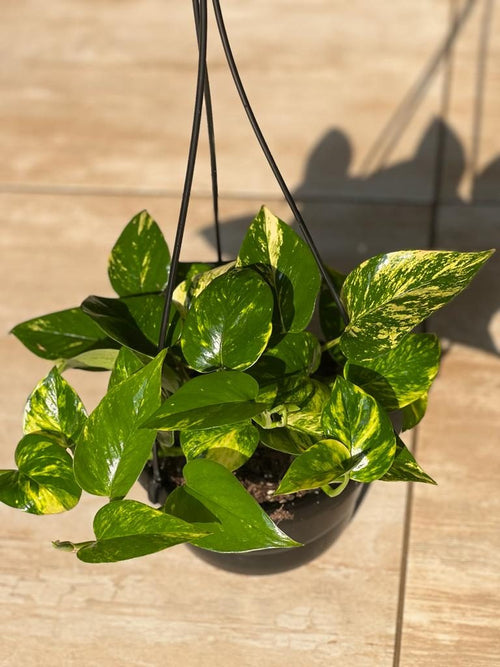 Golden Pothos Hanging Basket