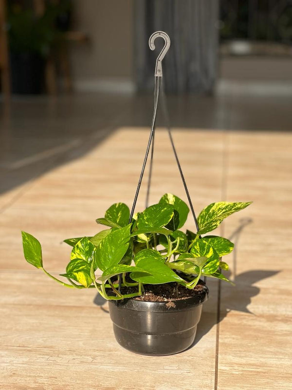 Golden Pothos Hanging Basket
