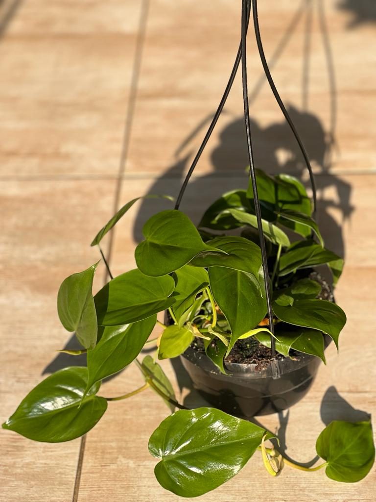 Heart Leaf Philodendron Hanging Basket