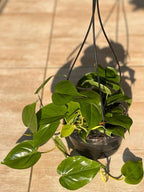 Heart Leaf Philodendron Hanging Basket