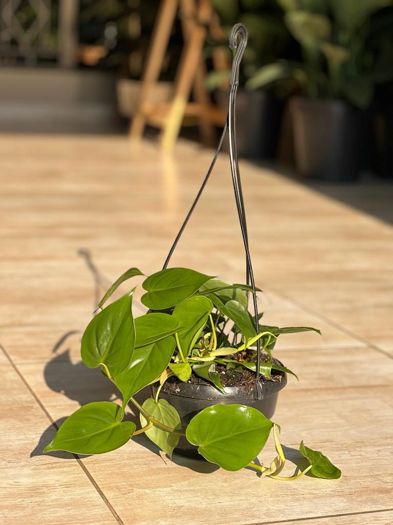 Heart Leaf Philodendron Hanging Basket