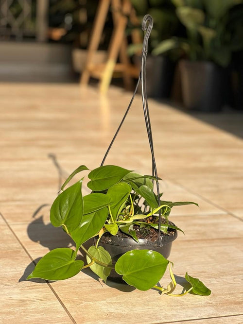 Heart Leaf Philodendron Hanging Basket