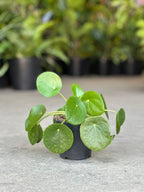 XS Chinese Money Plant
