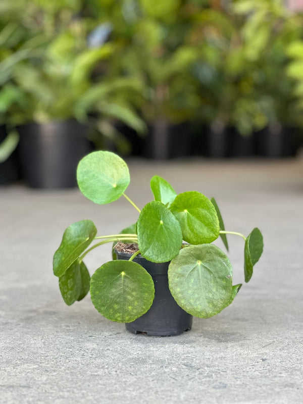 XS Chinese Money Plant