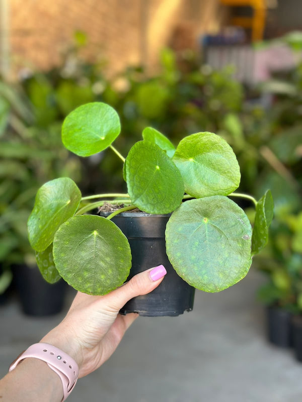 chinese money plant south africa XS Chinese Money Plant – Botanical Heaven
