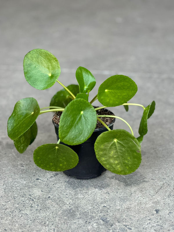 XS Chinese Money Plant