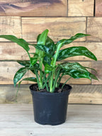 Small Chinese Evergreen Maria