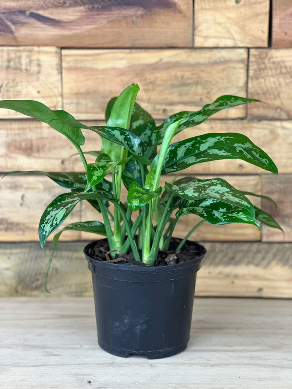 Small Chinese Evergreen Maria