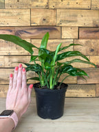 Small Chinese Evergreen Maria
