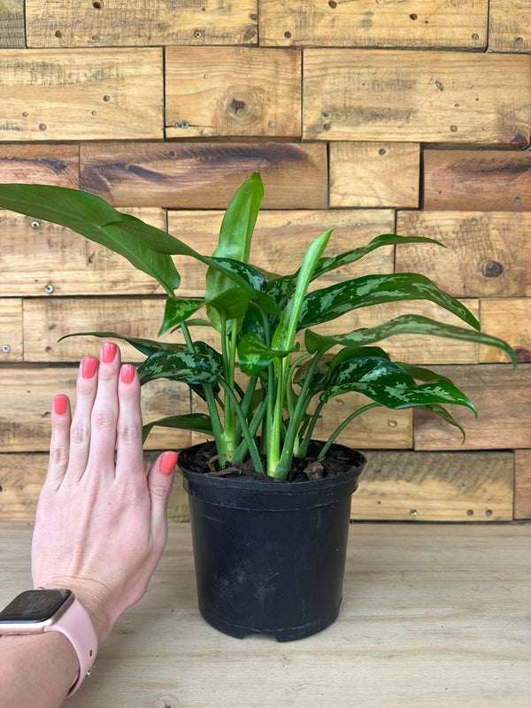 Small Chinese Evergreen Maria