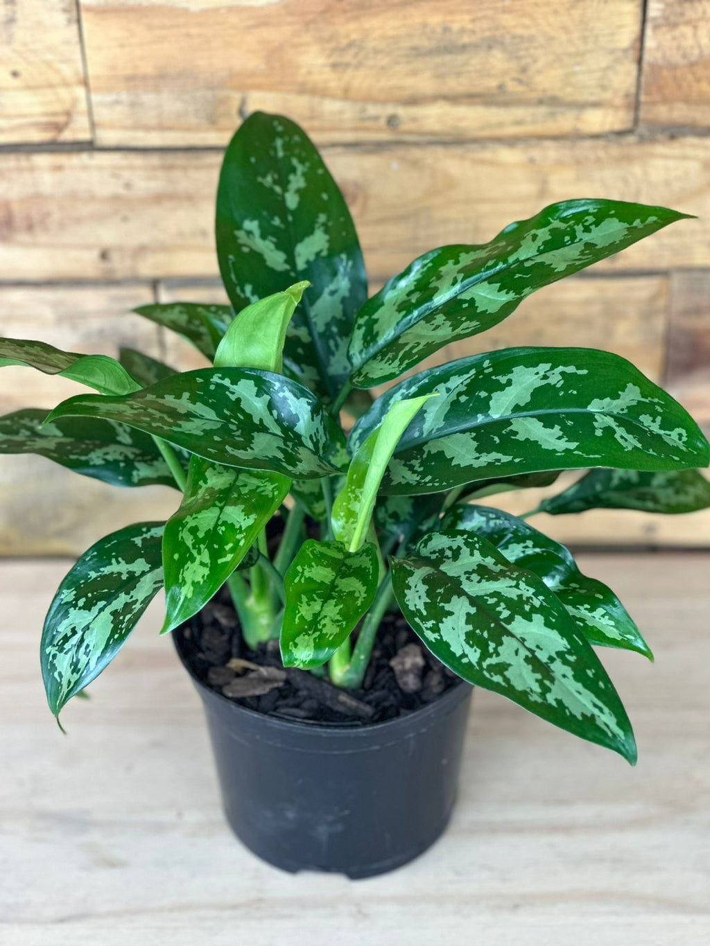 Small Chinese Evergreen Maria