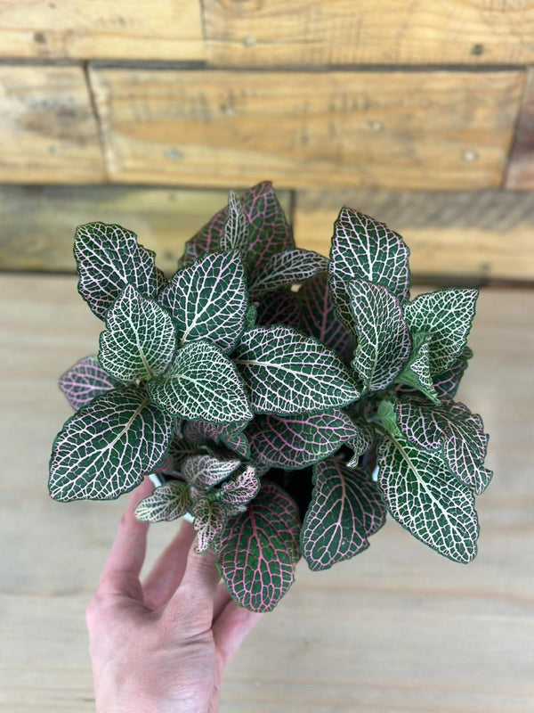 XS Pink Nerve Plant With Decorative Pot