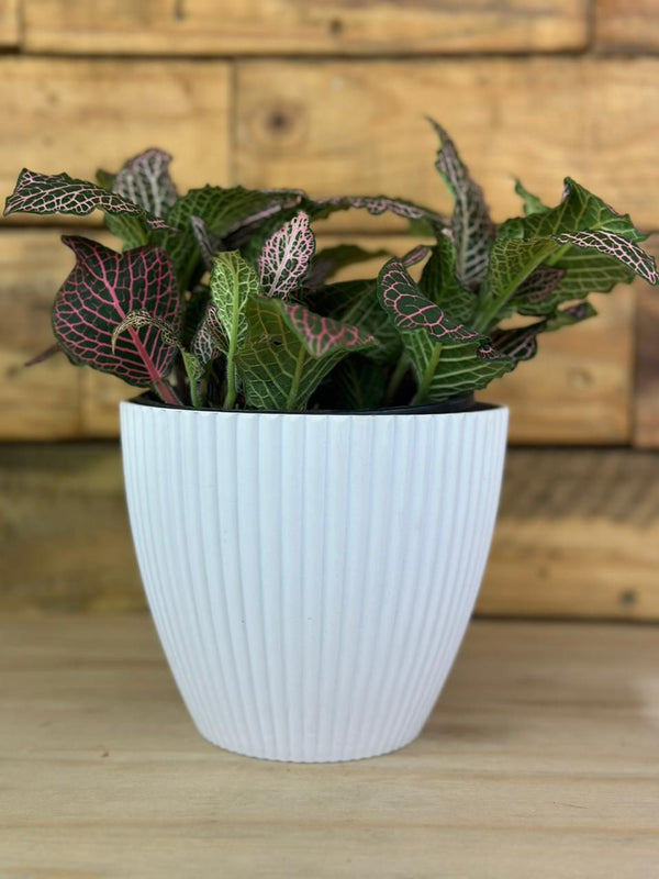 XS Pink Nerve Plant With Decorative Pot