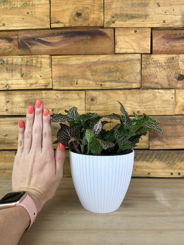 XS Pink Nerve Plant With Decorative Pot