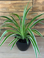 XS Spider Plant With Decorative Pot