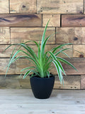 XS Spider Plant With Decorative Pot
