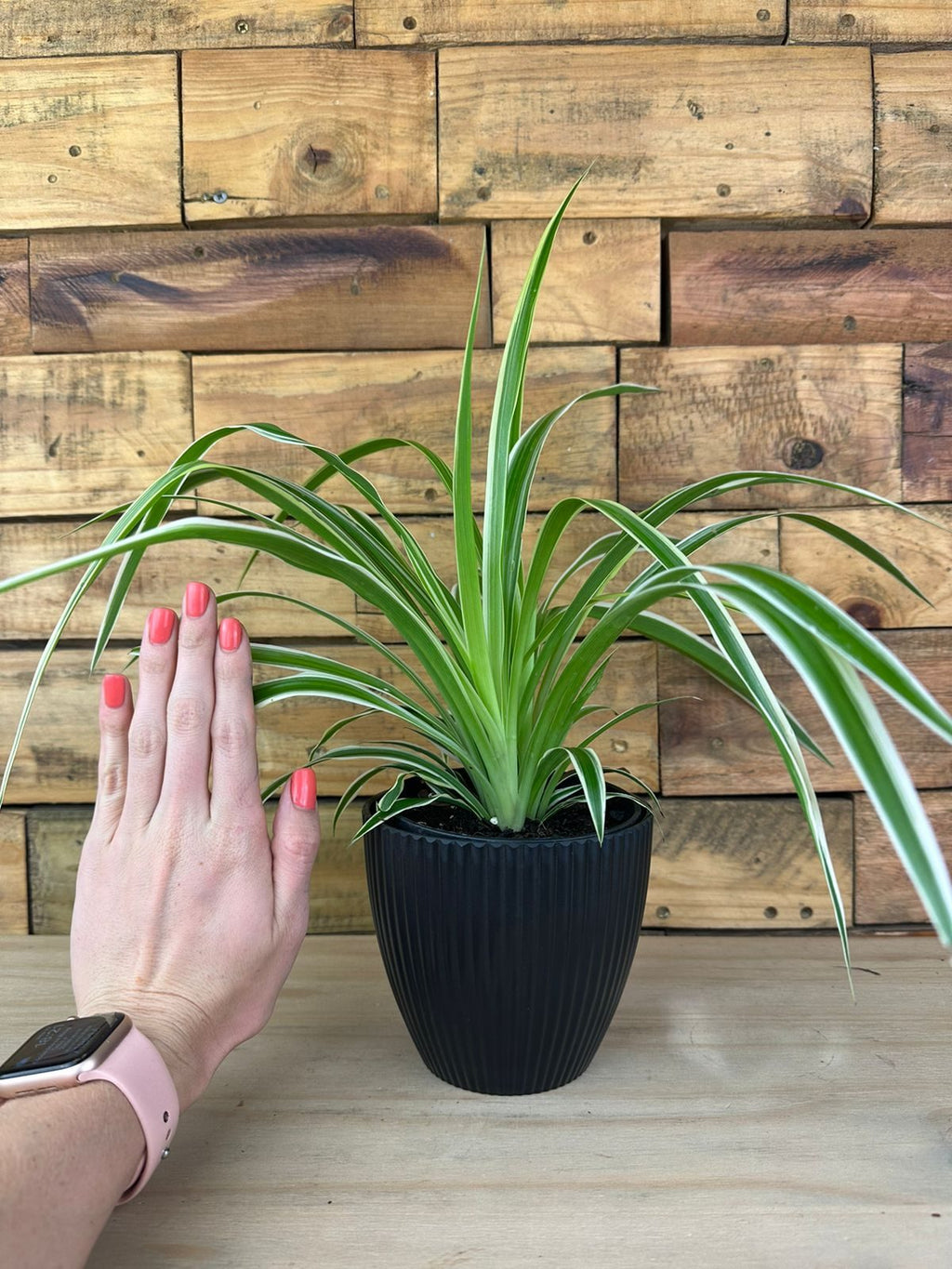 XS Spider Plant With Decorative Pot