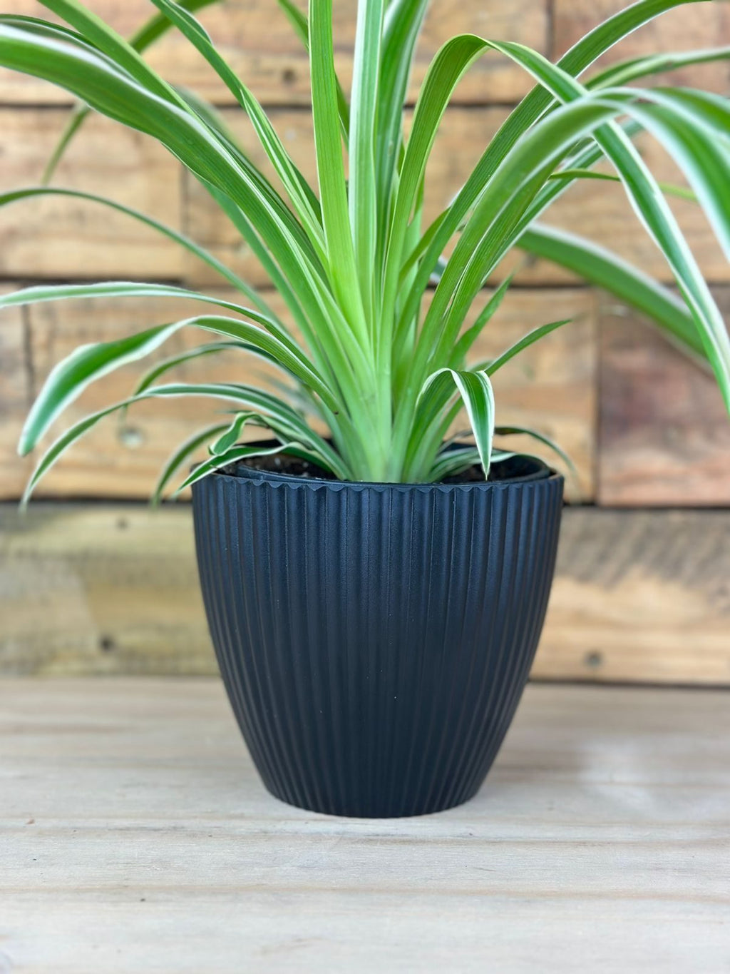 XS Spider Plant With Decorative Pot